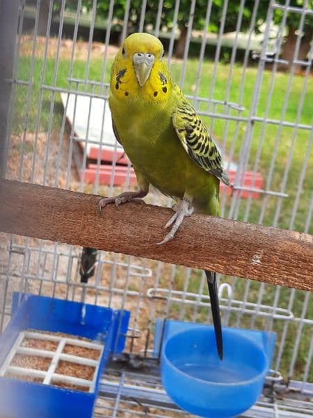 Australian parrot budgie for sale 3