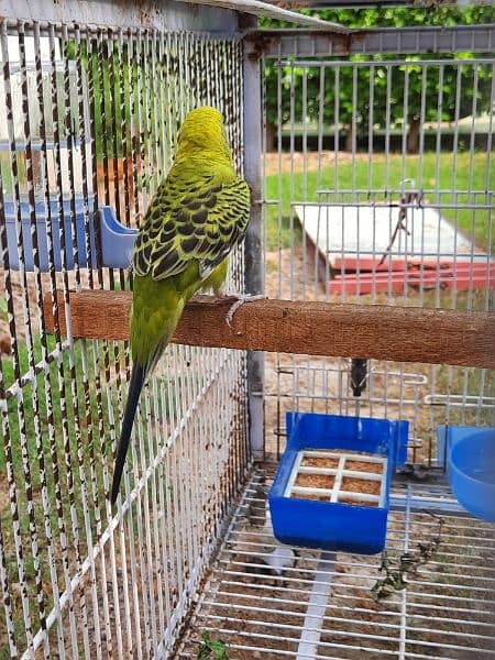 Australian parrot budgie for sale 4