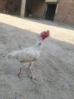 white aseel heera high quality for sale