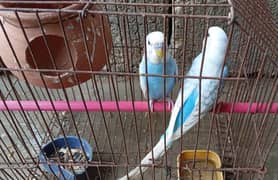 Australuan parrots/Budgies