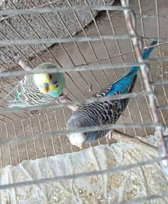 Australuan parrots/Budgies,Finches