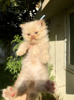 cat for sale/persian kitten/punch face cat/triple coated kitten/