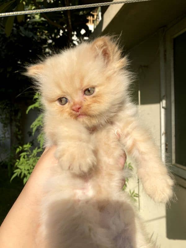 cat for sale/persian kitten/punch face cat/triple coated kitten/ 1