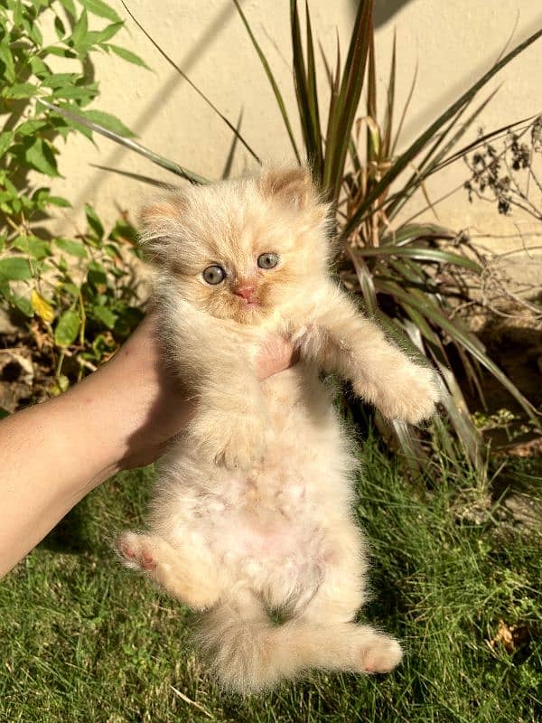 cat for sale/persian kitten/punch face cat/triple coated kitten/ 2