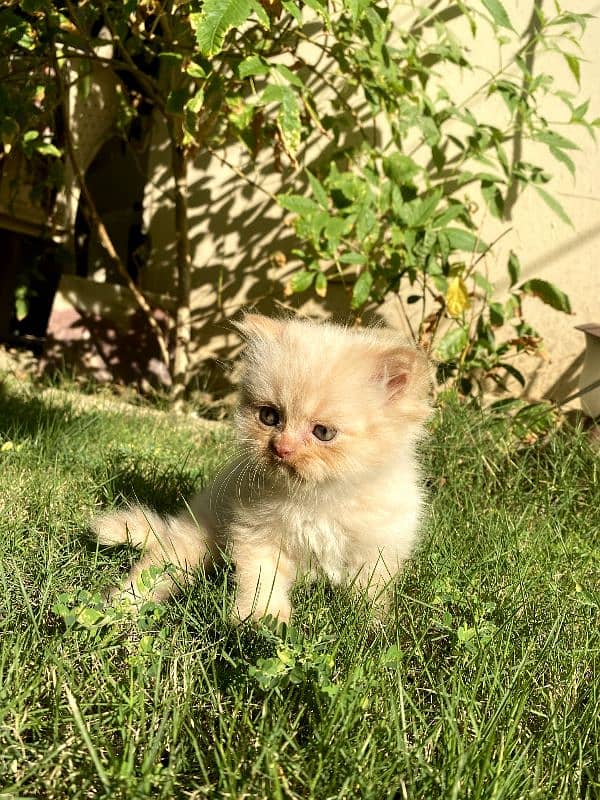 cat for sale/persian kitten/punch face cat/triple coated kitten/ 3