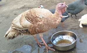 Turkey Birds Pair