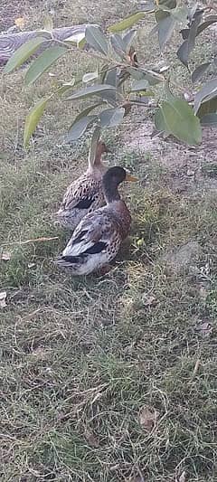 2 ducks