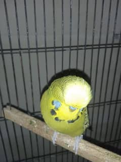 Exhibition Breeder Pair//Budgies// Australian