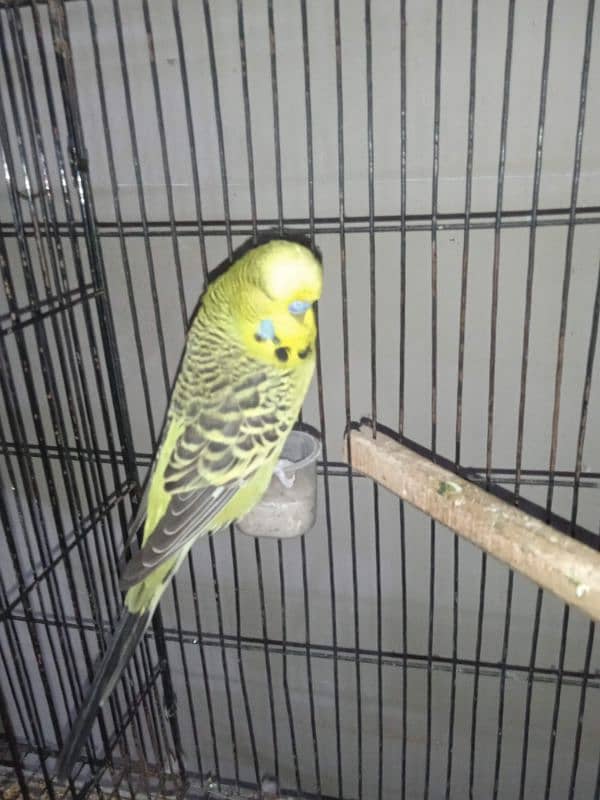 Exhibition Breeder Pair//Budgies// Australian 1