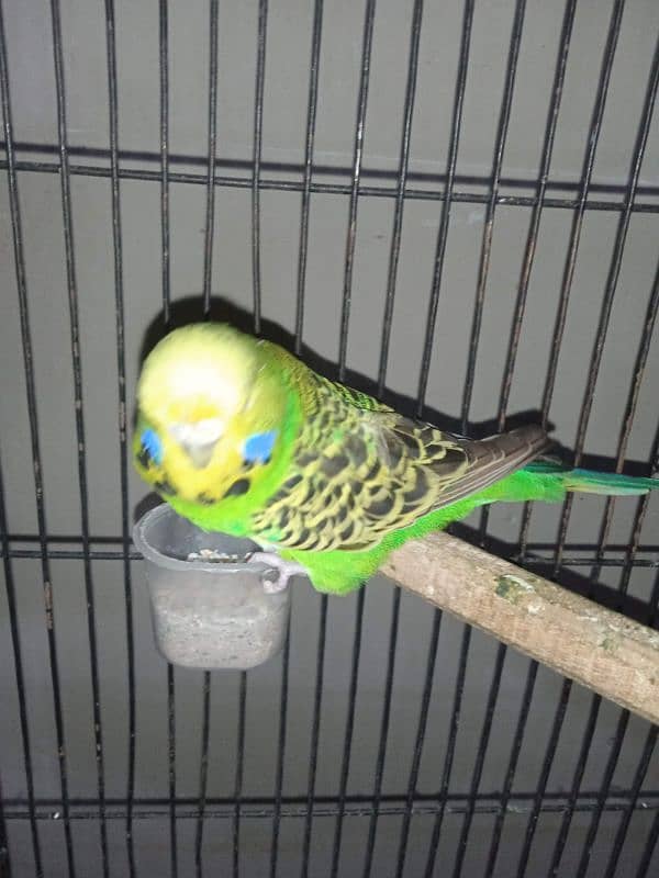 Exhibition Breeder Pair//Budgies// Australian 2