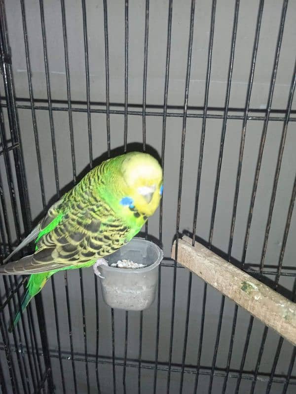 Exhibition Breeder Pair//Budgies// Australian 3