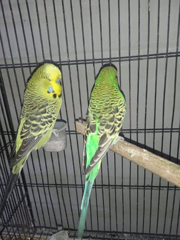 Exhibition Breeder Pair//Budgies// Australian 4