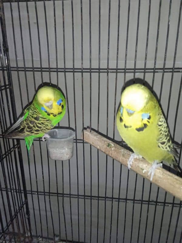 Exhibition Breeder Pair//Budgies// Australian 5