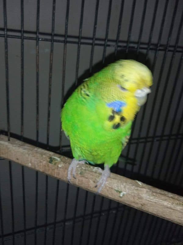 Exhibition Breeder Pair//Budgies// Australian 6