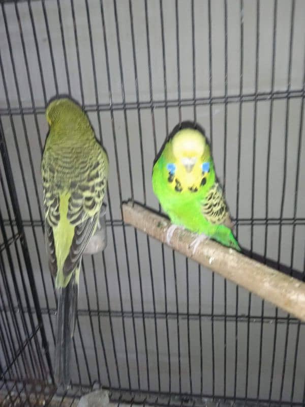 Exhibition Breeder Pair//Budgies// Australian 8