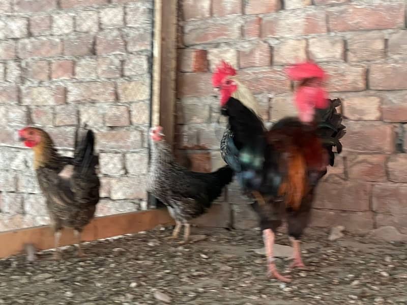 egg laying hens 3