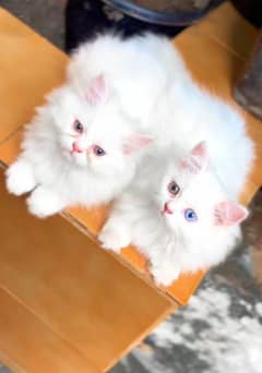 Beautiful Pairs of Kitten's (Male & Female