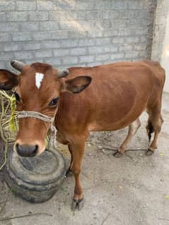 Beautiful Half Jersey Cow For Sell