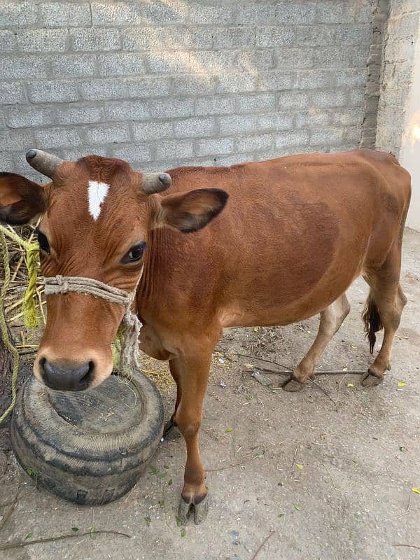 Beautiful Half Jersey Cow For Sell 0