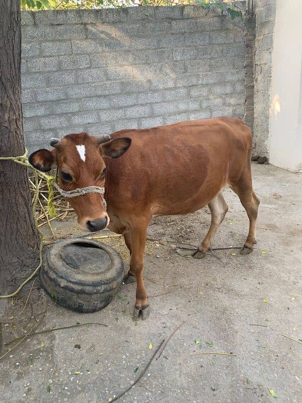 Beautiful Half Jersey Cow For Sell 1