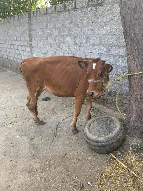 Beautiful Half Jersey Cow For Sell 2