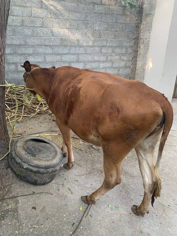 Beautiful Half Jersey Cow For Sell 4