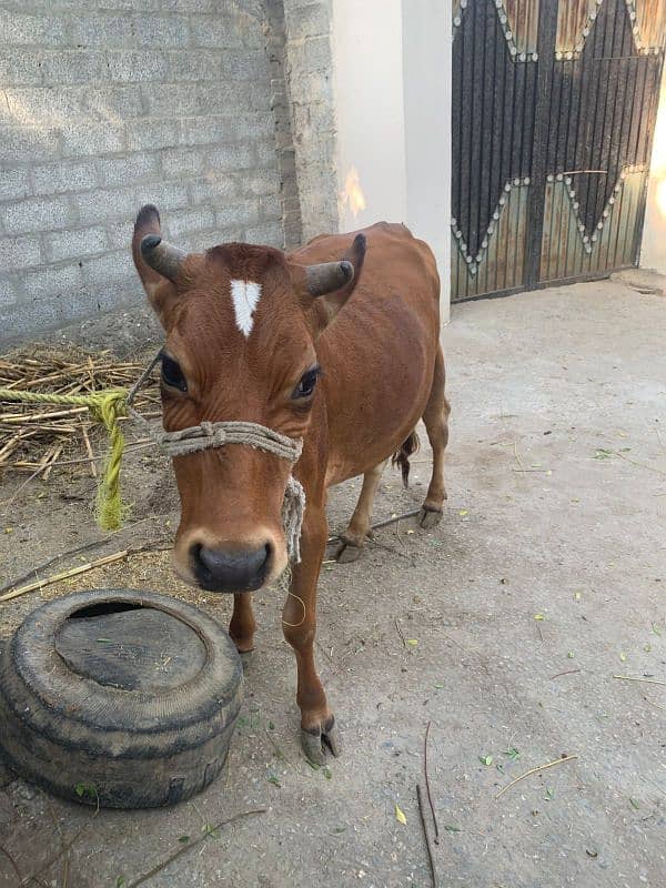 Beautiful Half Jersey Cow For Sell 6