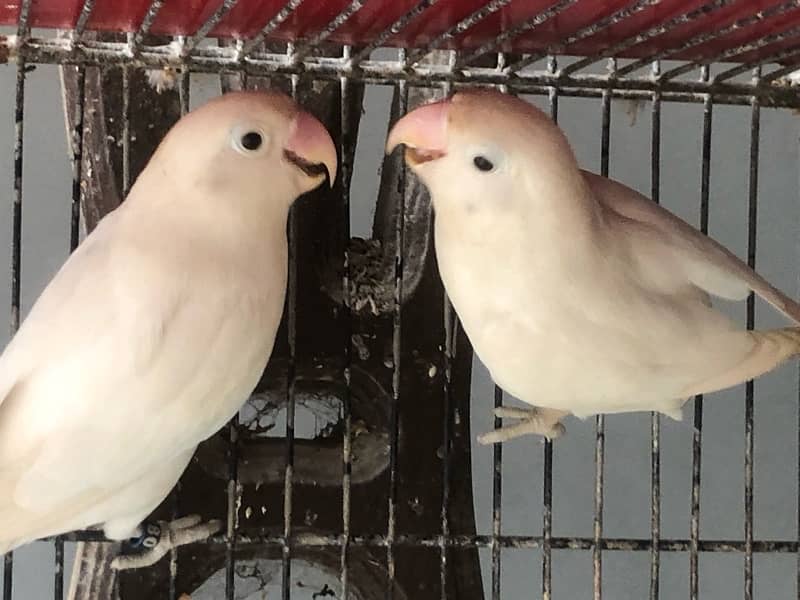 albino lutino Fischer ready to breed pair 0