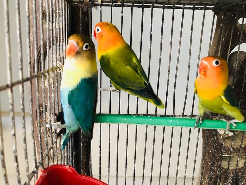 albino lutino Fischer ready to breed pair 1