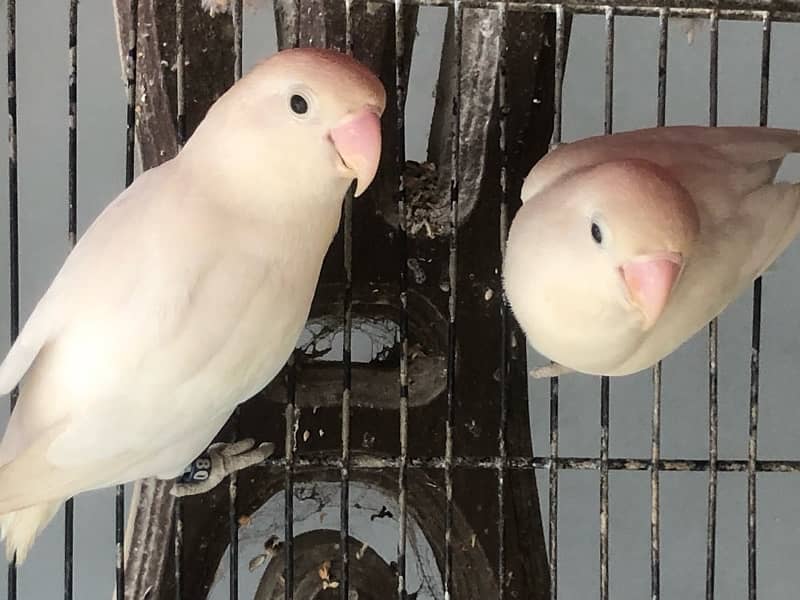 albino lutino Fischer ready to breed pair 3