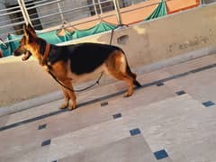 Pedigree German Shepherd | stock coat  Dog For Sale | GSD 0324-8431030