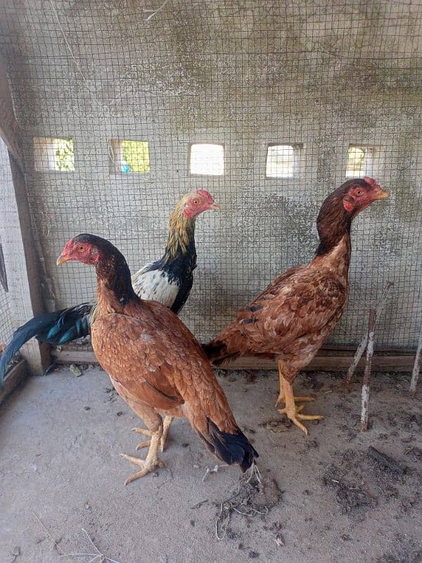 Aseel pair For Sale 4