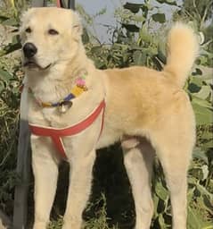 King alabai dog mail 6 months for sale security dog