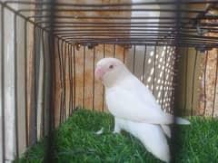 albino Red eyes 03182857080