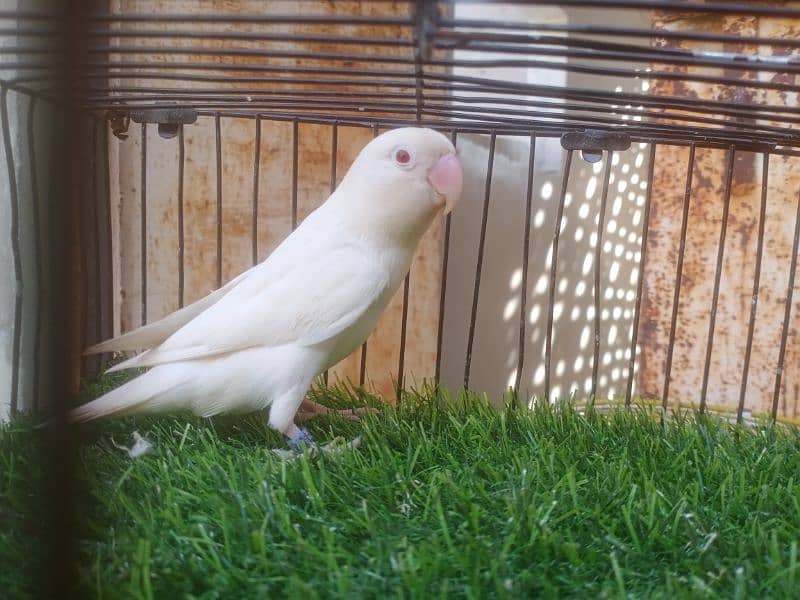 albino Red eyes 03182857080 4