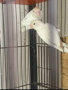 lovebirds albino setup sale with DNA or cages available