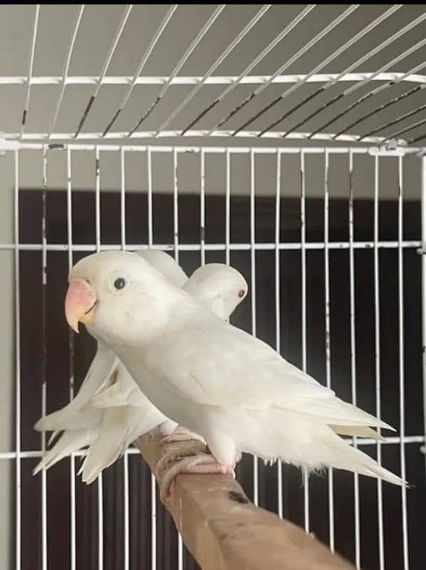 albino pairs 1