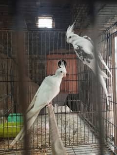 Cockatiel Pair Eno Female and V-pied Male