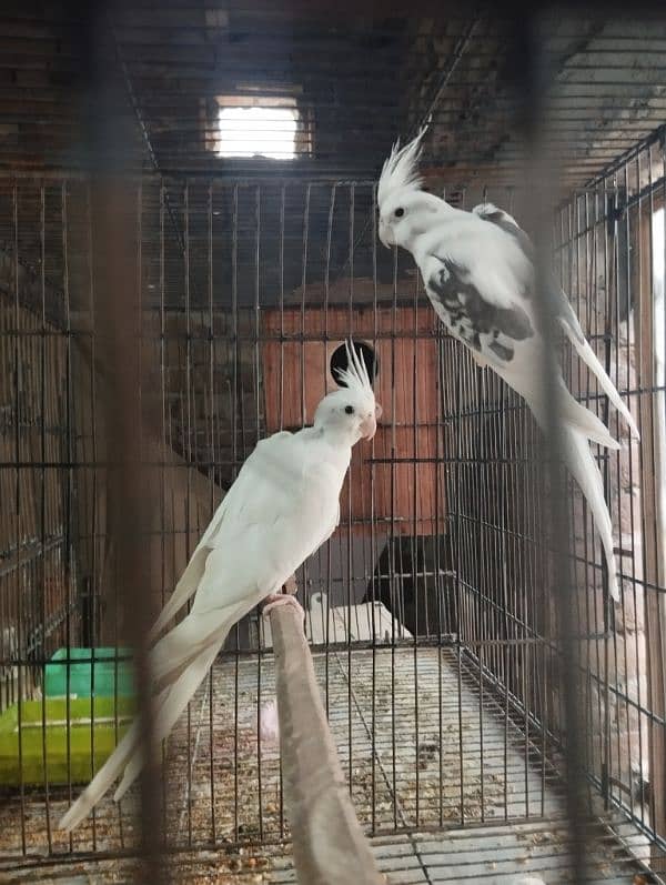 Cockatiel Pair Eno Female and V-pied Male 0