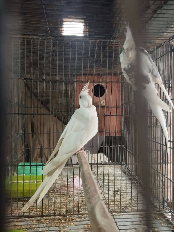 Cockatiel Pair Eno Female and V-pied Male 1