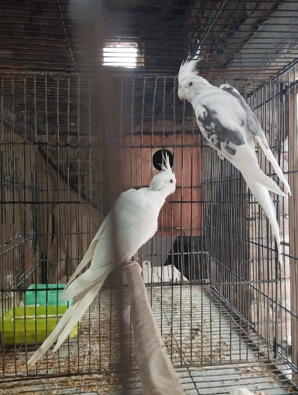 Cockatiel Pair Eno Female and V-pied Male 2