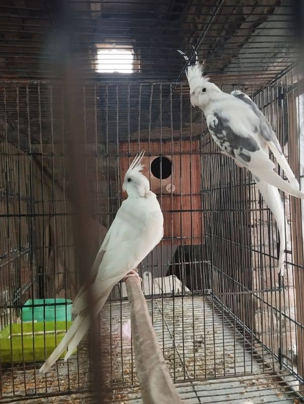 Cockatiel Pair Eno Female and V-pied Male 4