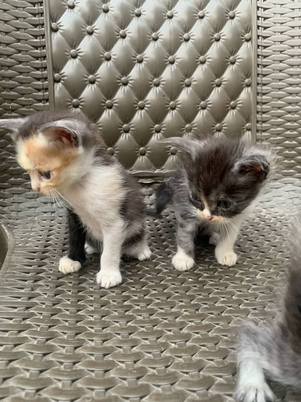 persian kittens 4