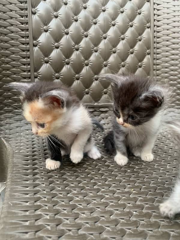 persian kittens 5