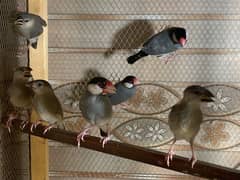 Java finches Pathy