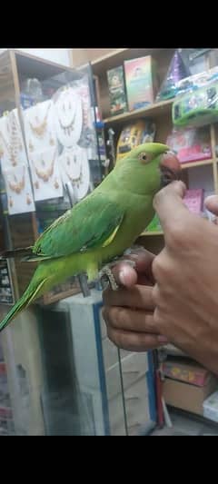 Green Ringneck Handtame