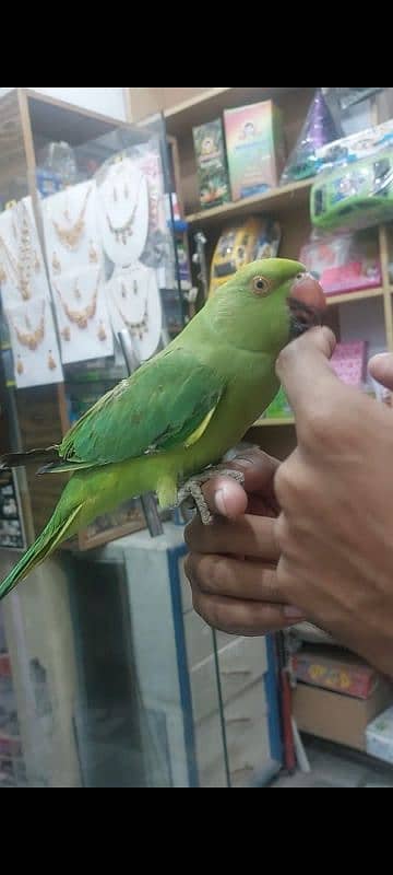 Green Ringneck Handtame 0