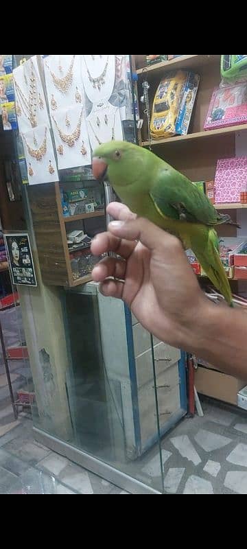 Green Ringneck Handtame 1