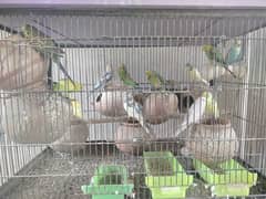 Cage and love birds bajri