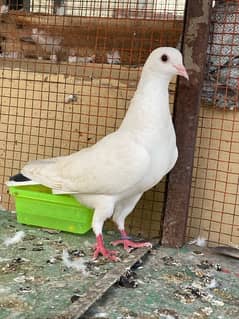 Female Fancy Sherazi urgent for sale 03049088713